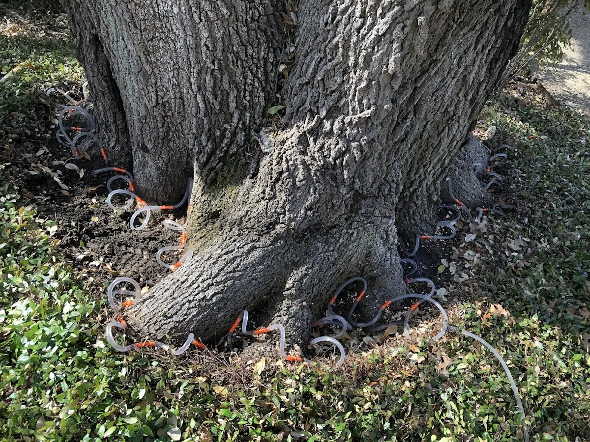 Detailed Tree Cabling and Bracing job site in Dolliver
