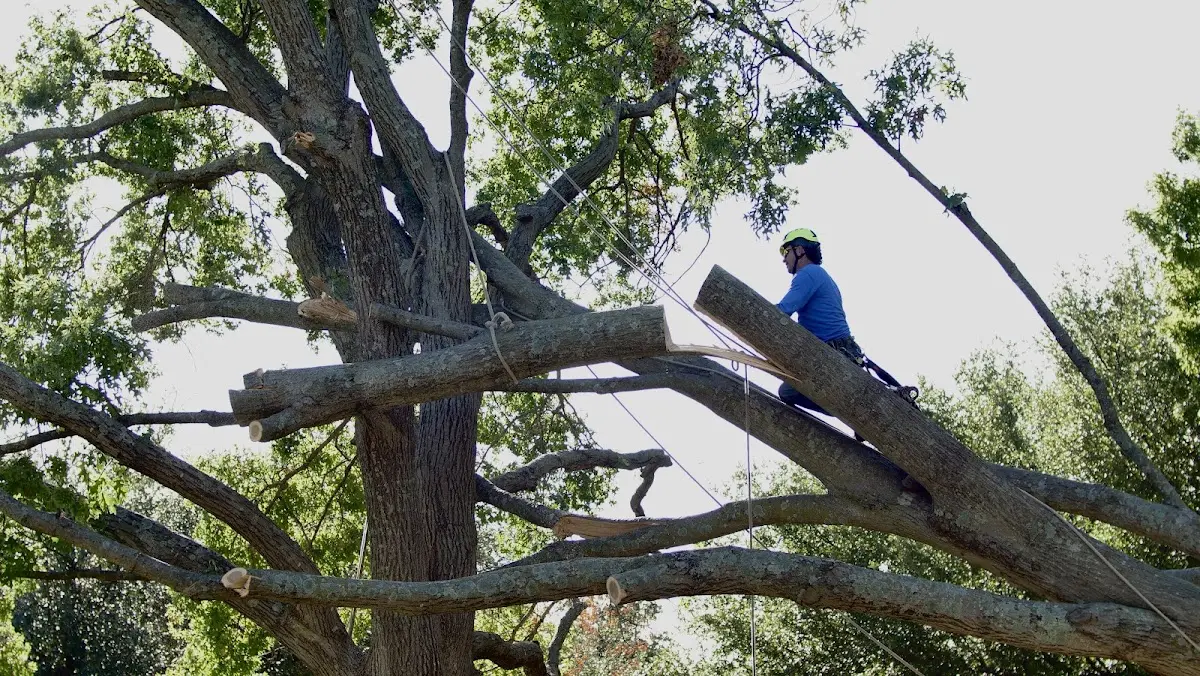 Professional Crown Thinning performed by certified arborists in Dolliver